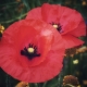 Two bright red poppy flowers in bloom with black centres, surrounded by green foliage and yellow blossoms.