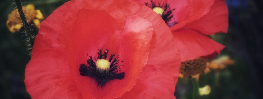 Two bright red poppy flowers in bloom with black centres, surrounded by green foliage and yellow blossoms.