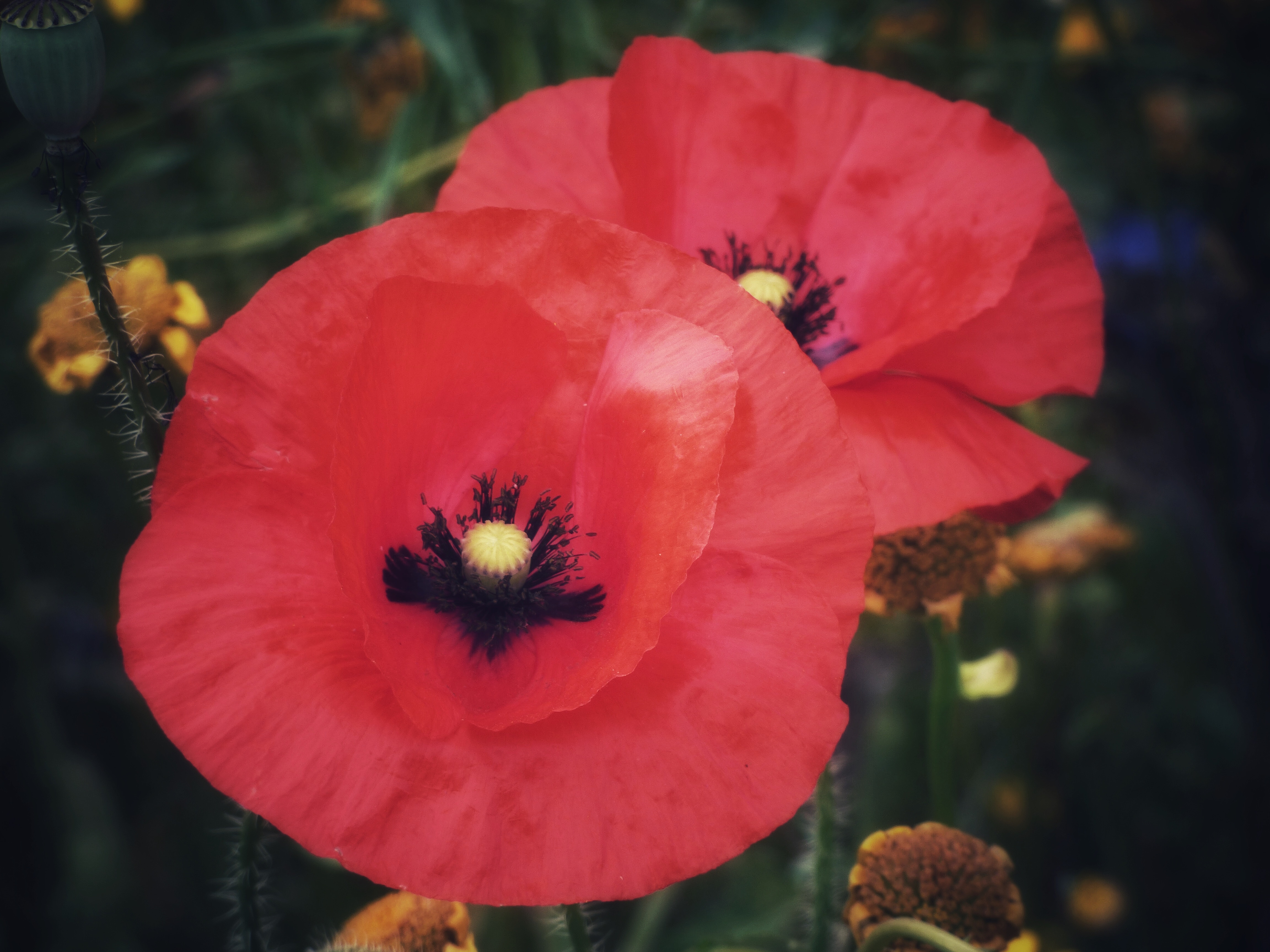 Two bright red poppy flowers in bloom with black centres, surrounded by green foliage and yellow blossoms.
