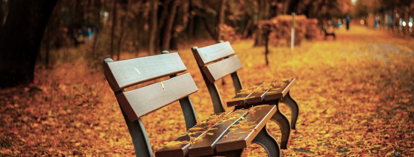 Two empty benches in a park surrounded by fallen autumn leaves and trees with golden foliage.