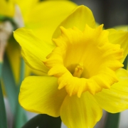 Bright yellow daffodil flower in bloom, surrounded by green leaves, with a blurred background.