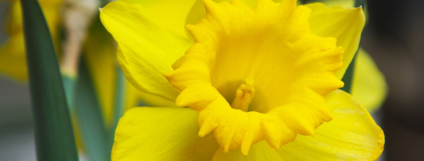 Bright yellow daffodil flower in bloom, surrounded by green leaves, with a blurred background.