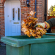 A person wearing gloves puts dry autumn leaves into a green garden waste bin outside a house.