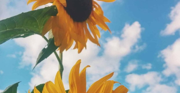 Two bright yellow sunflowers facing the sky with scattered white clouds on a sunny day.