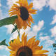 Two bright yellow sunflowers facing the sky with scattered white clouds on a sunny day.