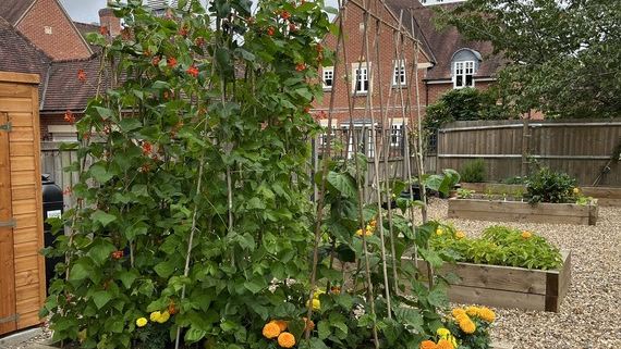 Raised garden beds with green plants, flowers, and bamboo supports on a gravel surface, buildings in the background.