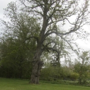Tall, leafy tree with a thick trunk standing alone on a grassy field, surrounded by shrubs and trees.