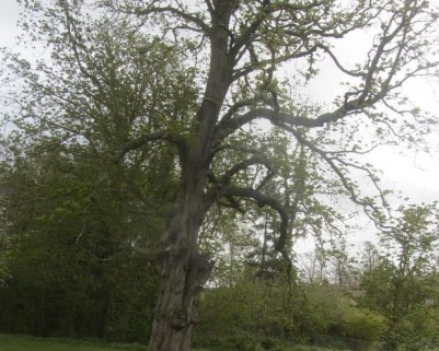 Tall, leafy tree with a thick trunk standing alone on a grassy field, surrounded by shrubs and trees.