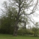 Tall, leafy tree with a thick trunk standing alone on a grassy field, surrounded by shrubs and trees.
